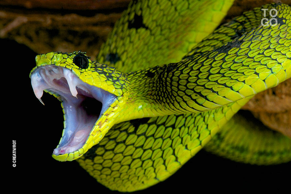 La Meilleure Défense Des Serpents, C’est L’attaque - République Togolaise